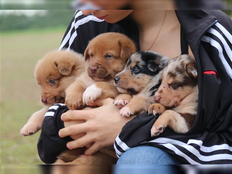 Aussiedor Welpen, Australienshephert, Labrador, Welpen, Familienhunde