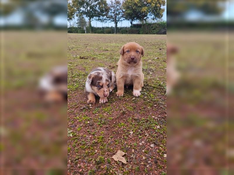 Aussiedor Welpen, Australienshephert, Labrador, Welpen, Familienhunde