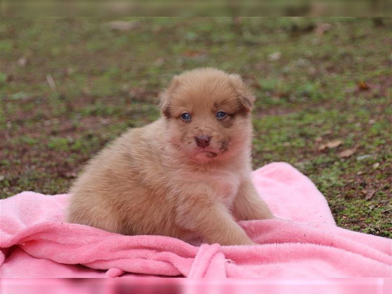 Aussiedor Welpen, Australienshephert, Labrador, Welpen, Familienhunde