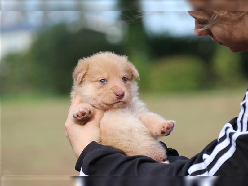 Aussiedor Welpen, Australienshephert, Labrador, Welpen, Familienhunde