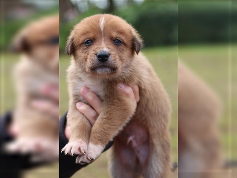 Aussiedor Welpen, Australienshephert, Labrador, Welpen, Familienhunde