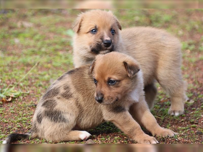 Aussiedor Welpen, Australienshephert, Labrador, Welpen, Familienhunde