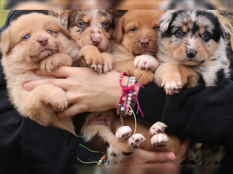 Aussiedor Welpen, Australienshephert, Labrador, Welpen, Familienhunde