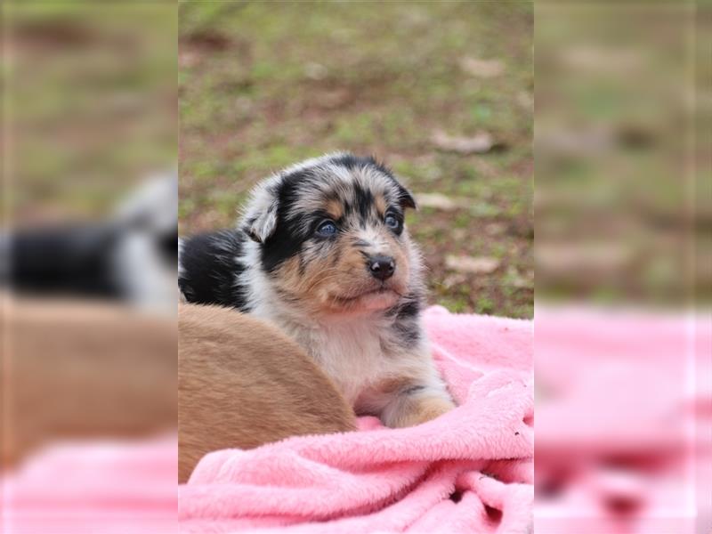 Aussiedor Welpen, Australienshephert, Labrador, Welpen, Familienhunde