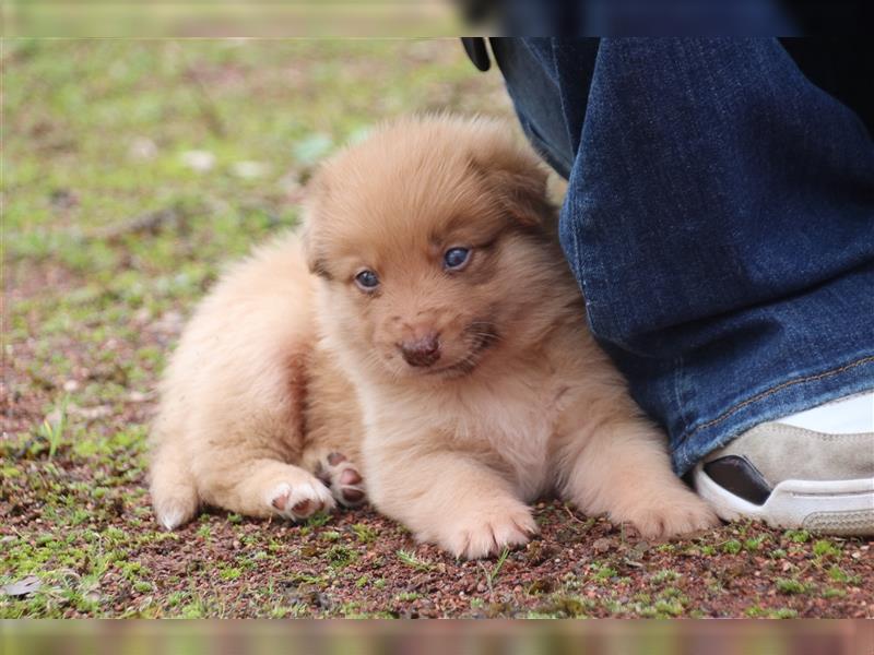 Aussiedor Welpen, Australienshephert, Labrador, Welpen, Familienhunde