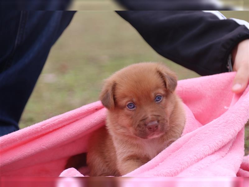 Aussiedor Welpen, Australienshephert, Labrador, Welpen, Familienhunde