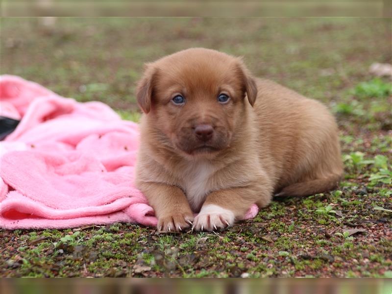 Aussiedor Welpen, Australienshephert, Labrador, Welpen, Familienhunde