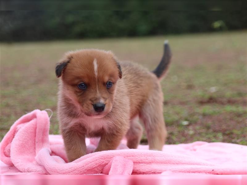 Aussiedor Welpen, Australienshephert, Labrador, Welpen, Familienhunde