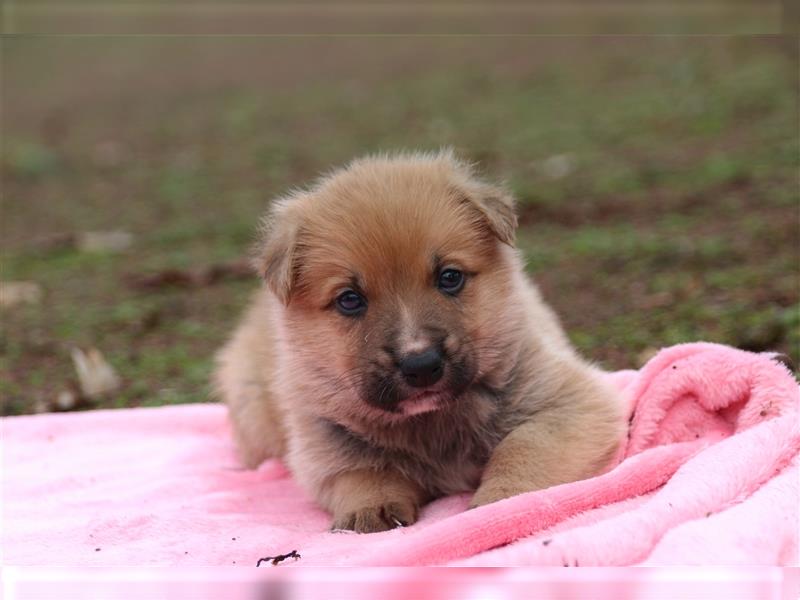 Aussiedor Welpen, Australienshephert, Labrador, Welpen, Familienhunde