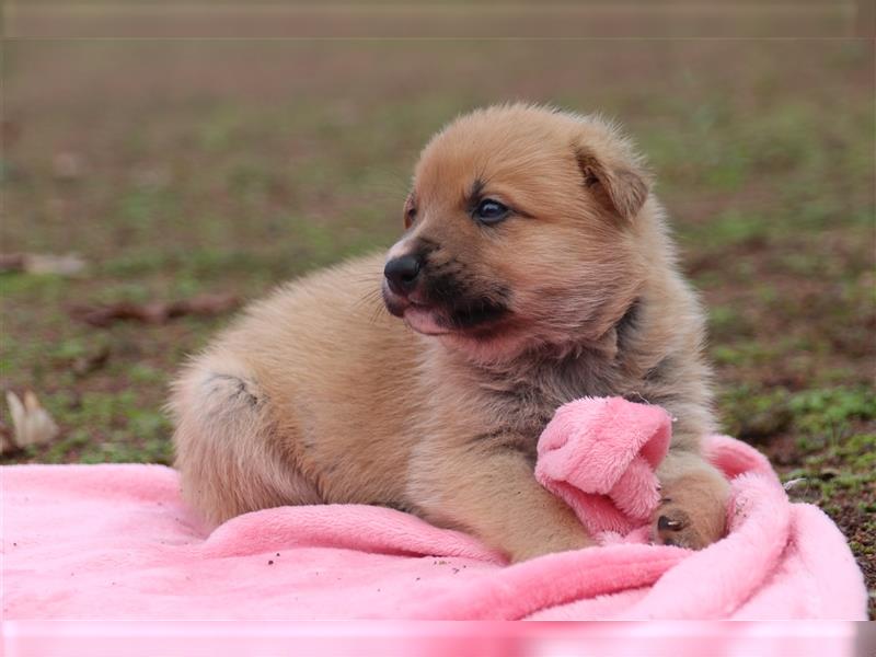 Aussiedor Welpen, Australienshephert, Labrador, Welpen, Familienhunde