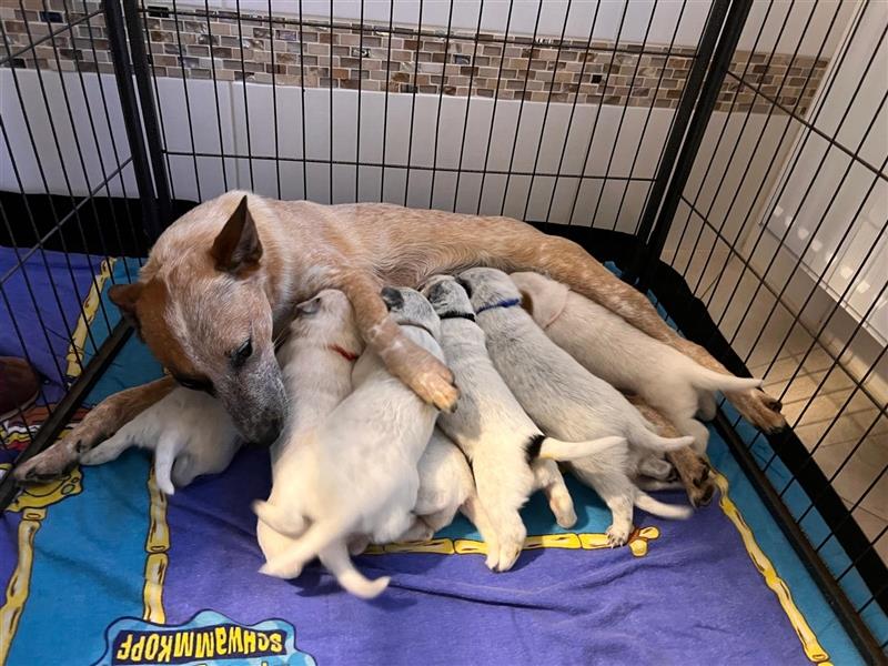 Australian Cattle Dog Welpen