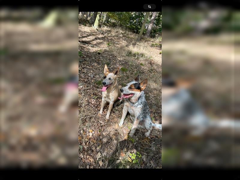 Australian Cattle Dog Welpen