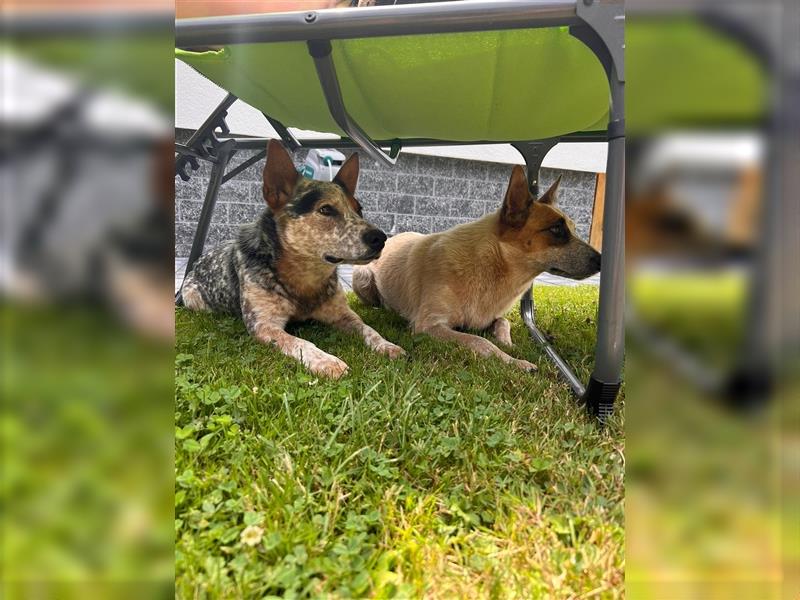 Australian Cattle Dog Welpen