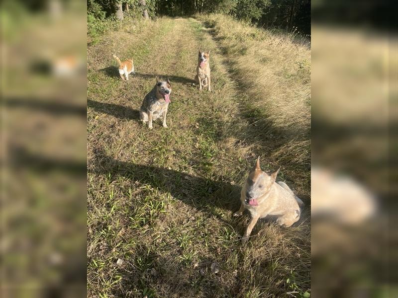 Australian Cattle Dog Welpen