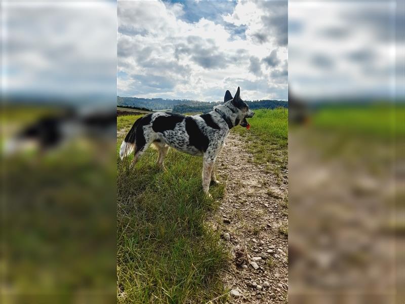 Australian Cattle Dog Welpen Red