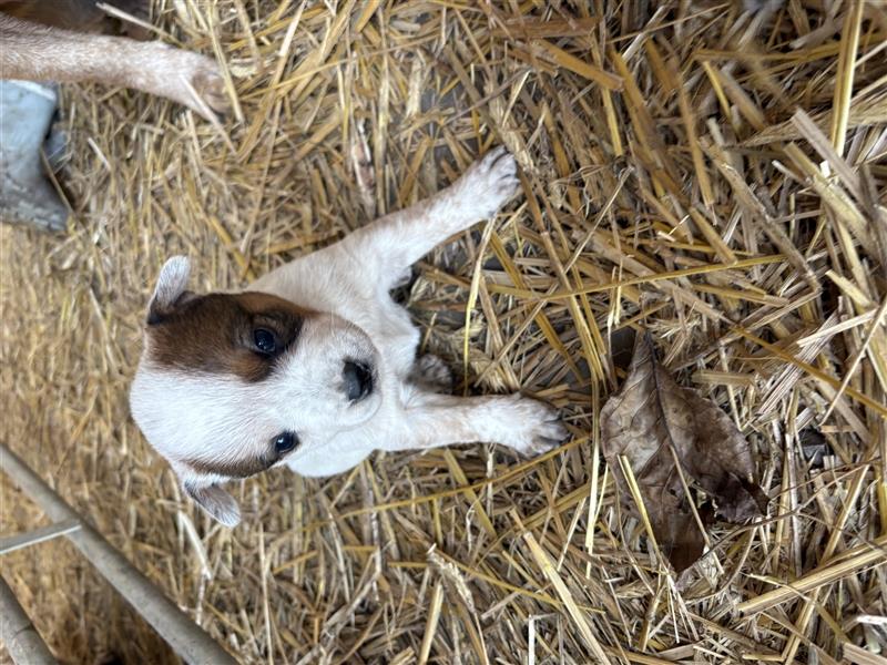 Australian Cattle Dog Welpe