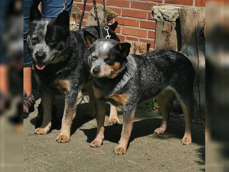 Australian Cattle Dog