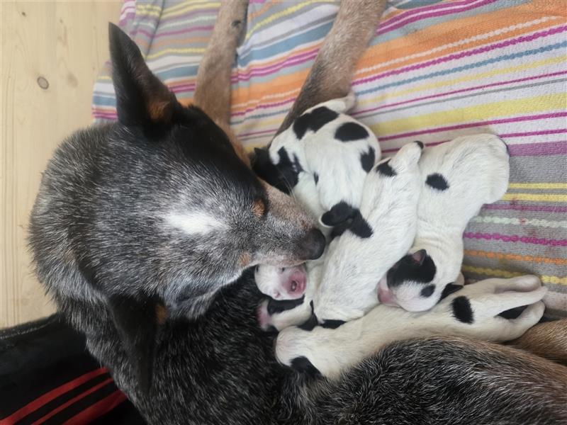 Australian Cattle Dog