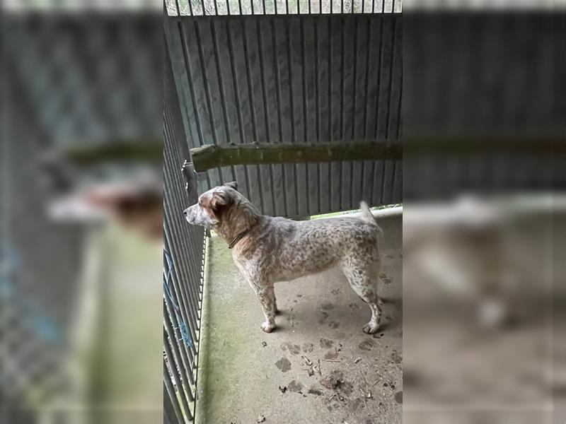 Australien Cattle Dog Hündin sucht dringend neues zuhause