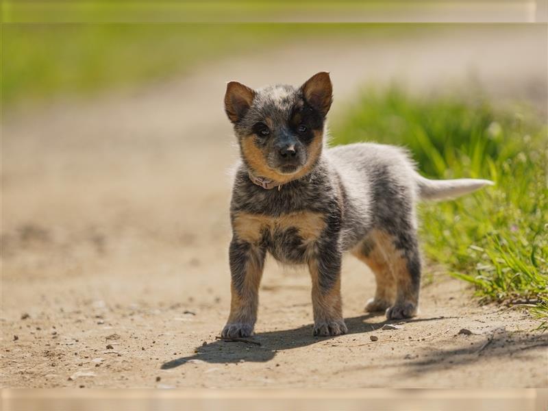 Australian Cattle Dog Welpen