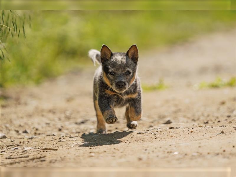 Australian Cattle Dog Welpen