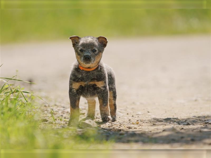 Australian Cattle Dog Welpen