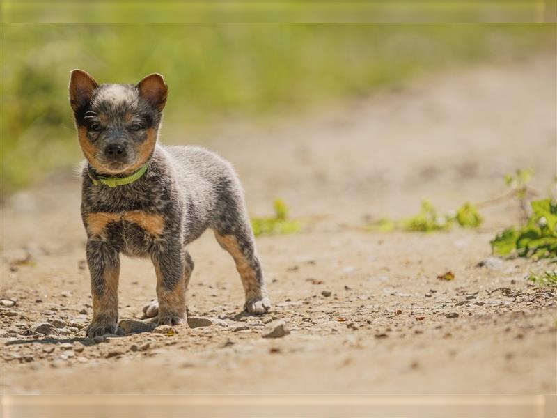 Australian Cattle Dog Welpen