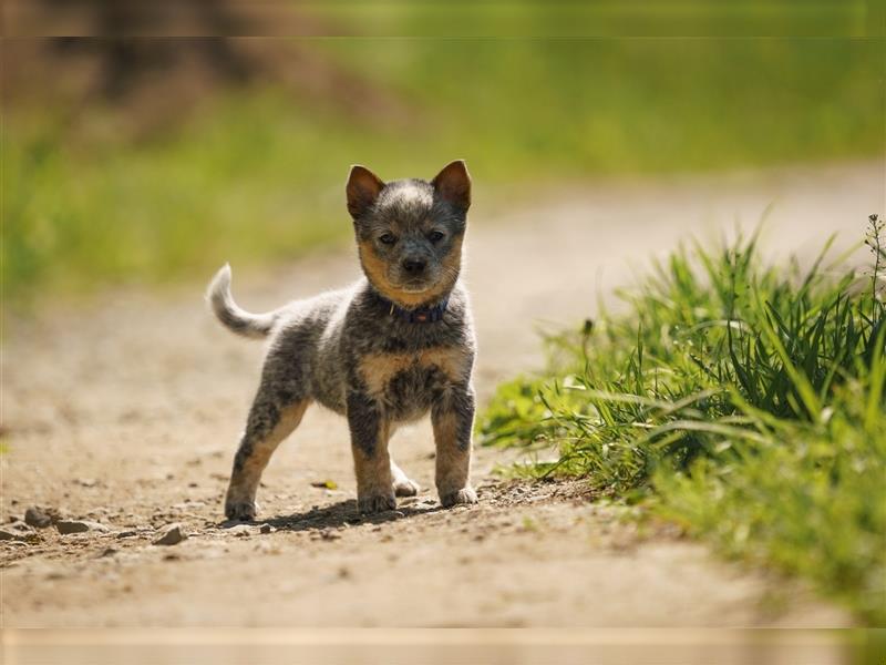 Australian Cattle Dog Welpen