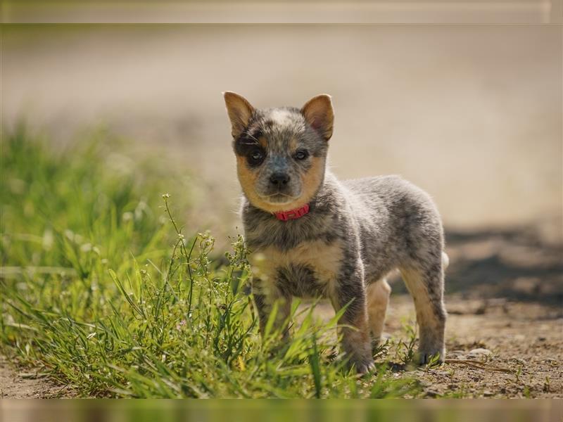 Australian Cattle Dog Welpen