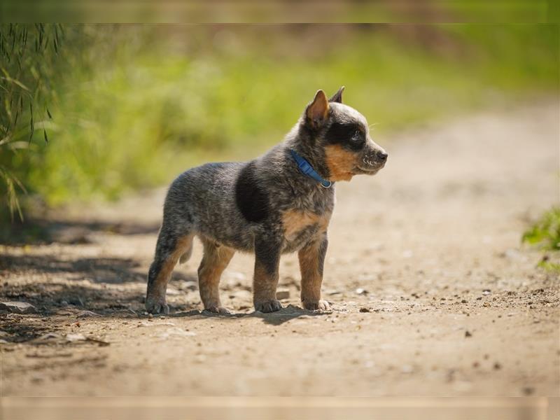 Australian Cattle Dog Welpen