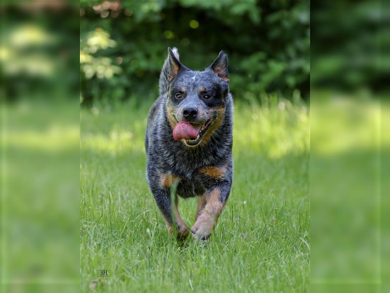 Sportlicher Australian Cattle Dog Rüde