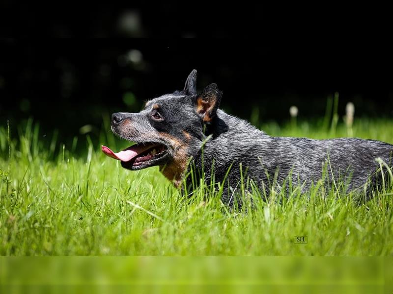 Sportlicher Australian Cattle Dog Rüde