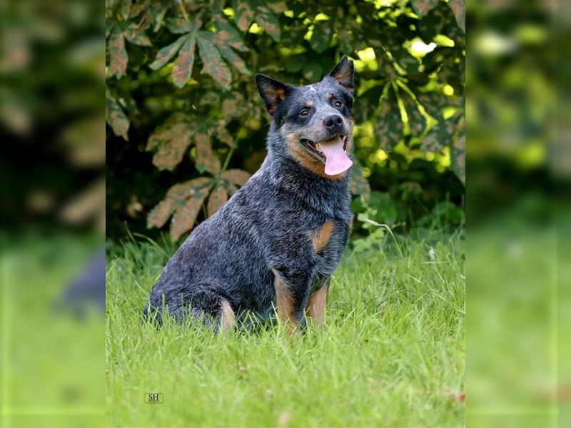 Sportlicher Australian Cattle Dog Rüde