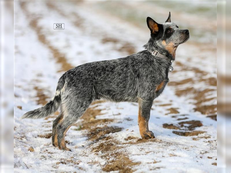 Sportlicher Australian Cattle Dog Rüde