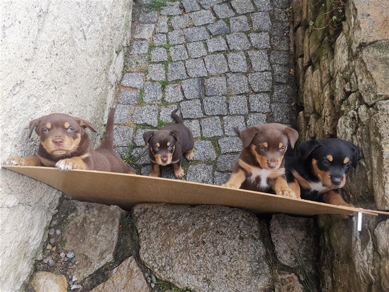 Mischlingwelpen Rottweiler / Australien Kelpie