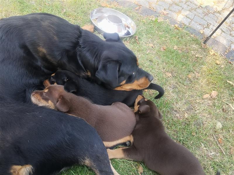 Mischlingwelpen Rottweiler / Australien Kelpie