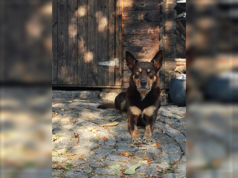 Mischlingwelpen Rottweiler / Australien Kelpie