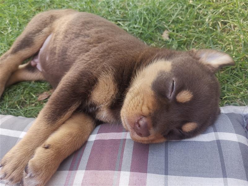 Mischlingwelpen Rottweiler / Australien Kelpie