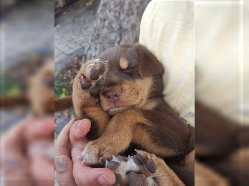 Mischlingwelpen Rottweiler / Australien Kelpie