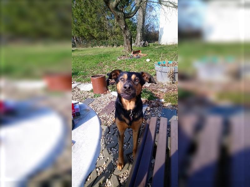 Australian Kelpie braucht neues zu Hause