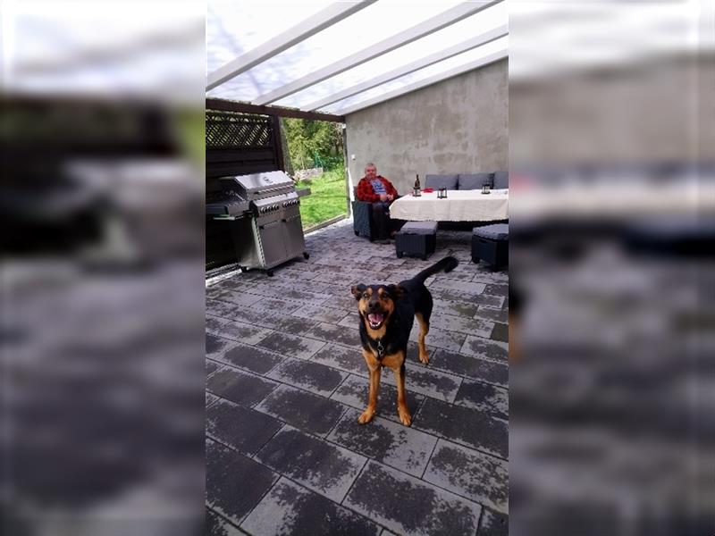 Australian Kelpie braucht neues zu Hause