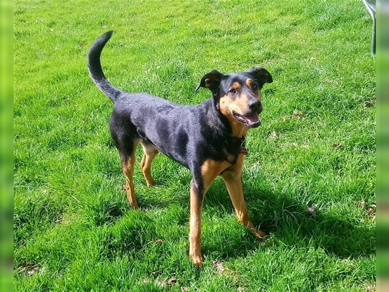 Australian Kelpie braucht neues zu Hause