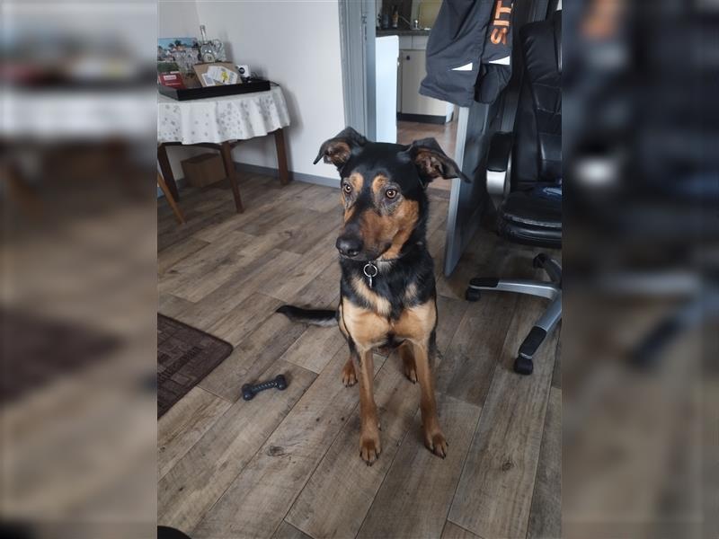 Australian Kelpie braucht neues zu Hause