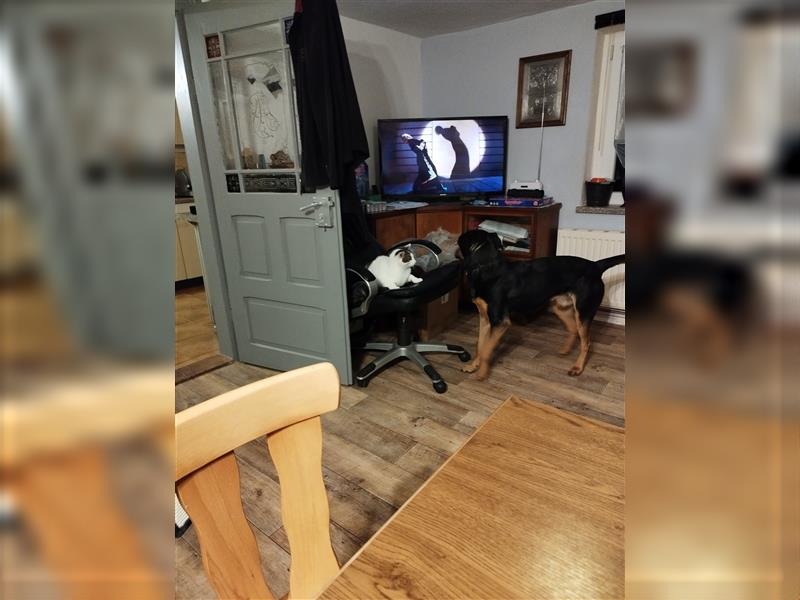 Australian Kelpie braucht neues zu Hause