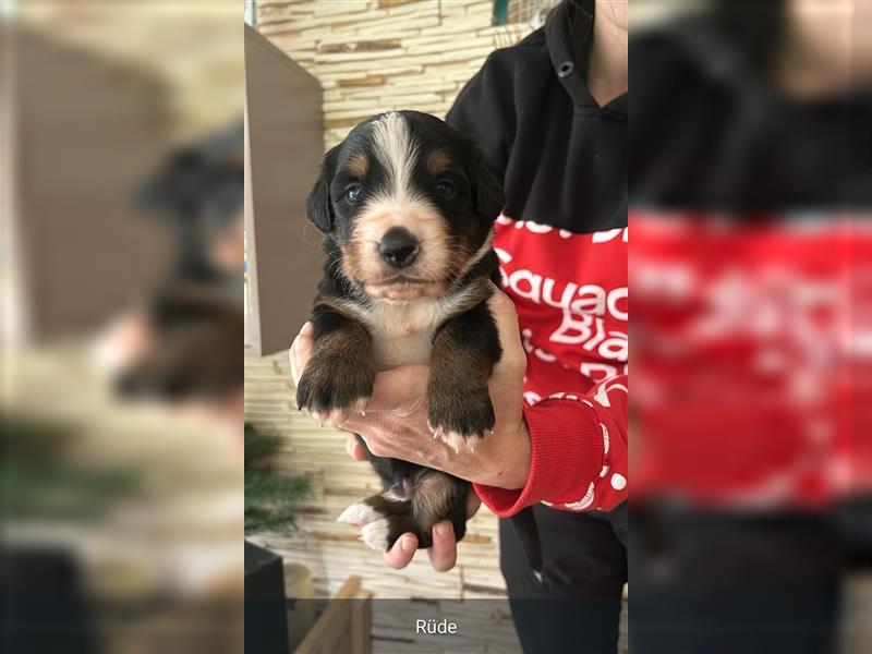 Australian-shepherd/ Bernersennen mix Welpen