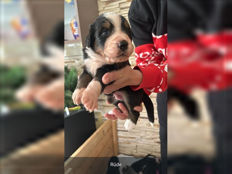 Australian-shepherd/ Bernersennen mix Welpen