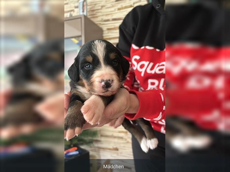 Australian-shepherd/ Bernersennen mix Welpen