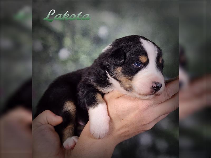 Traumhafte Australian Shepherd Welpen