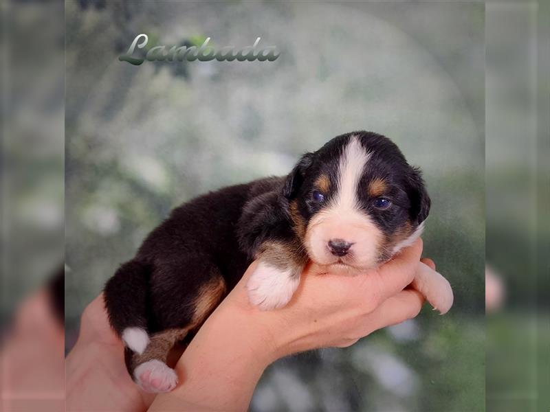 Traumhafte Australian Shepherd Welpen