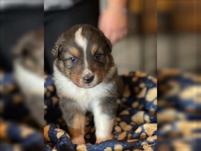 Australian Shepherd Welpen